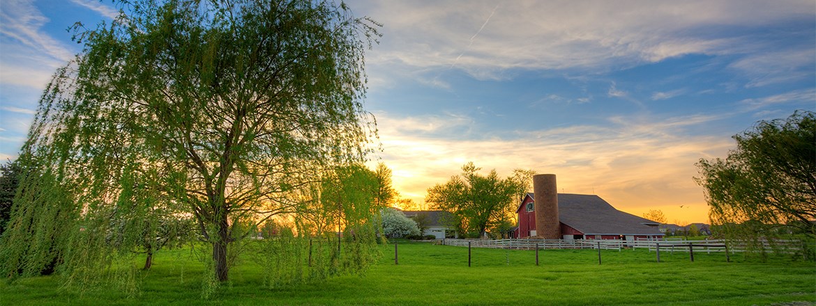 Decorative Image Slide 1